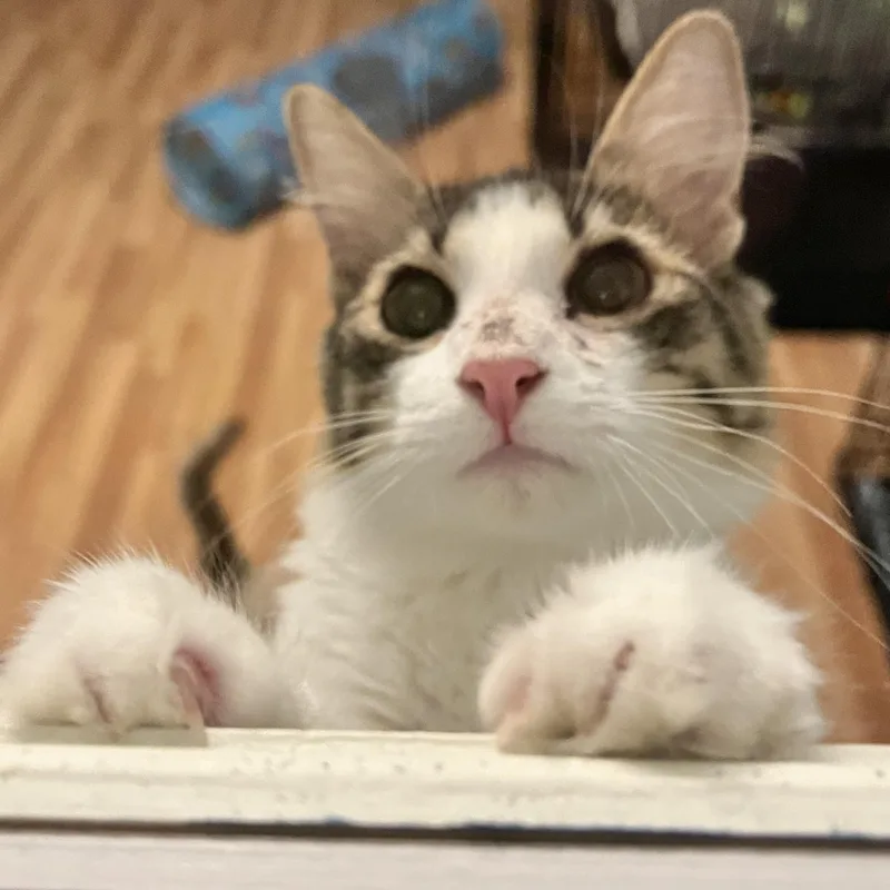 Kiwi Lapcat Lovebug thumbnail 5