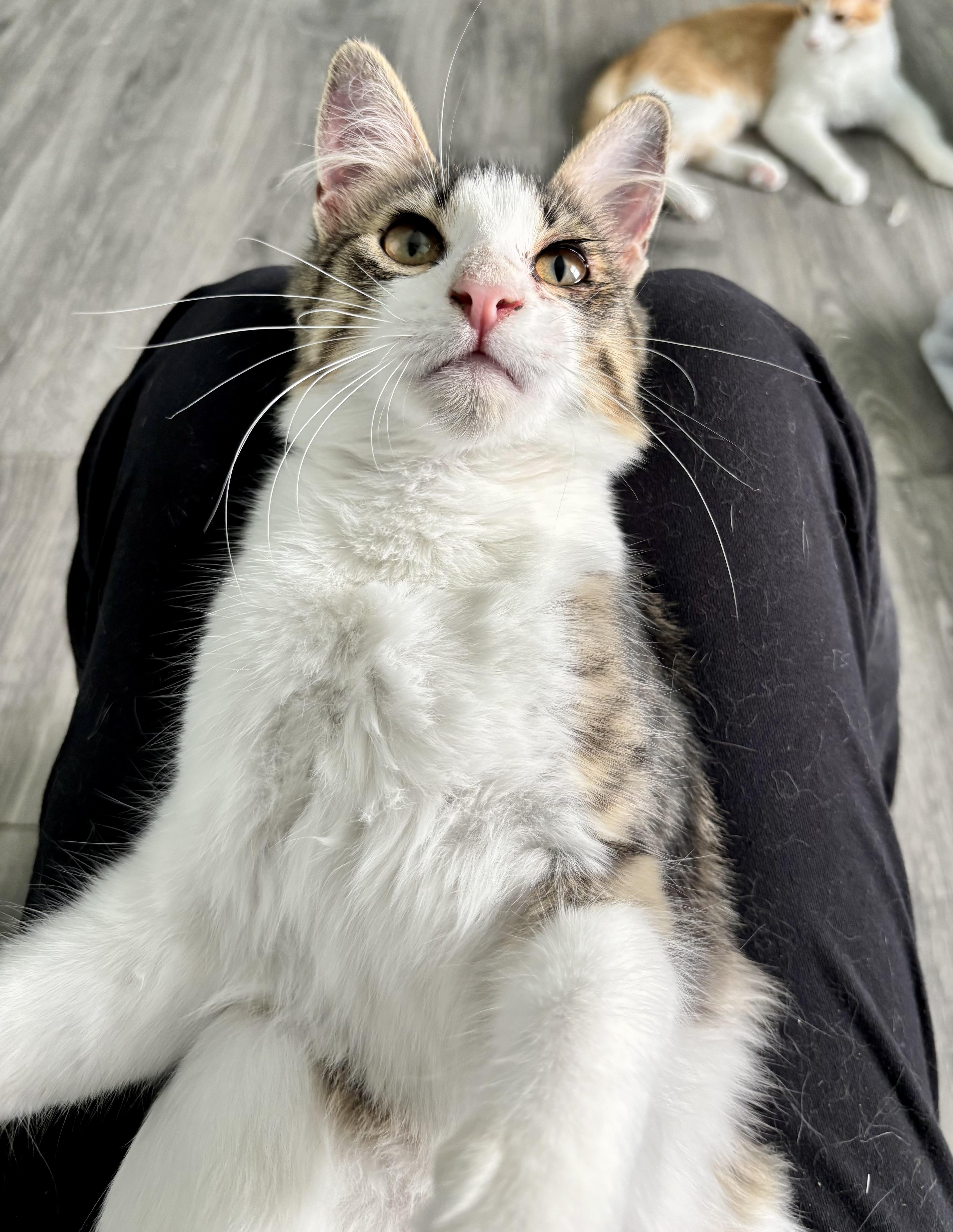 Kiwi Lapcat Lovebug thumbnail 6