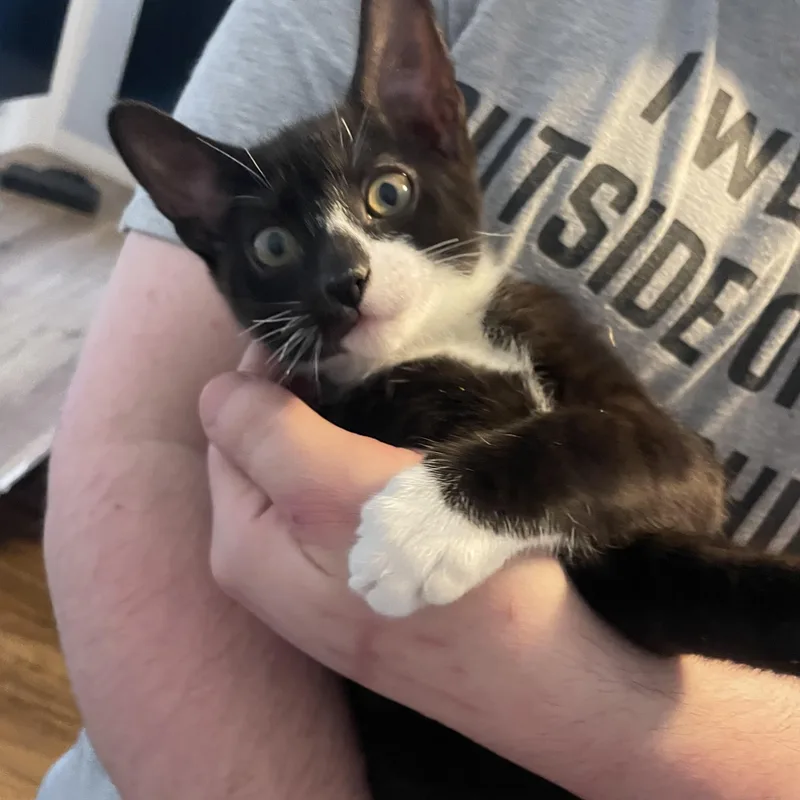 A baby medium-sized male Black & White / Tuxedo Domestic Short Hair cat named Aster for adoption in Douglas, MA