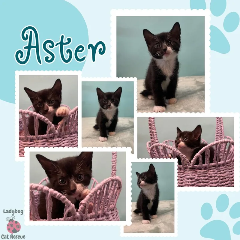 Aster thumbnail 4