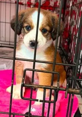 A baby large-sized female Australian Cattle Dog / Blue Heeler dog named Rio for adoption in Newport, KY