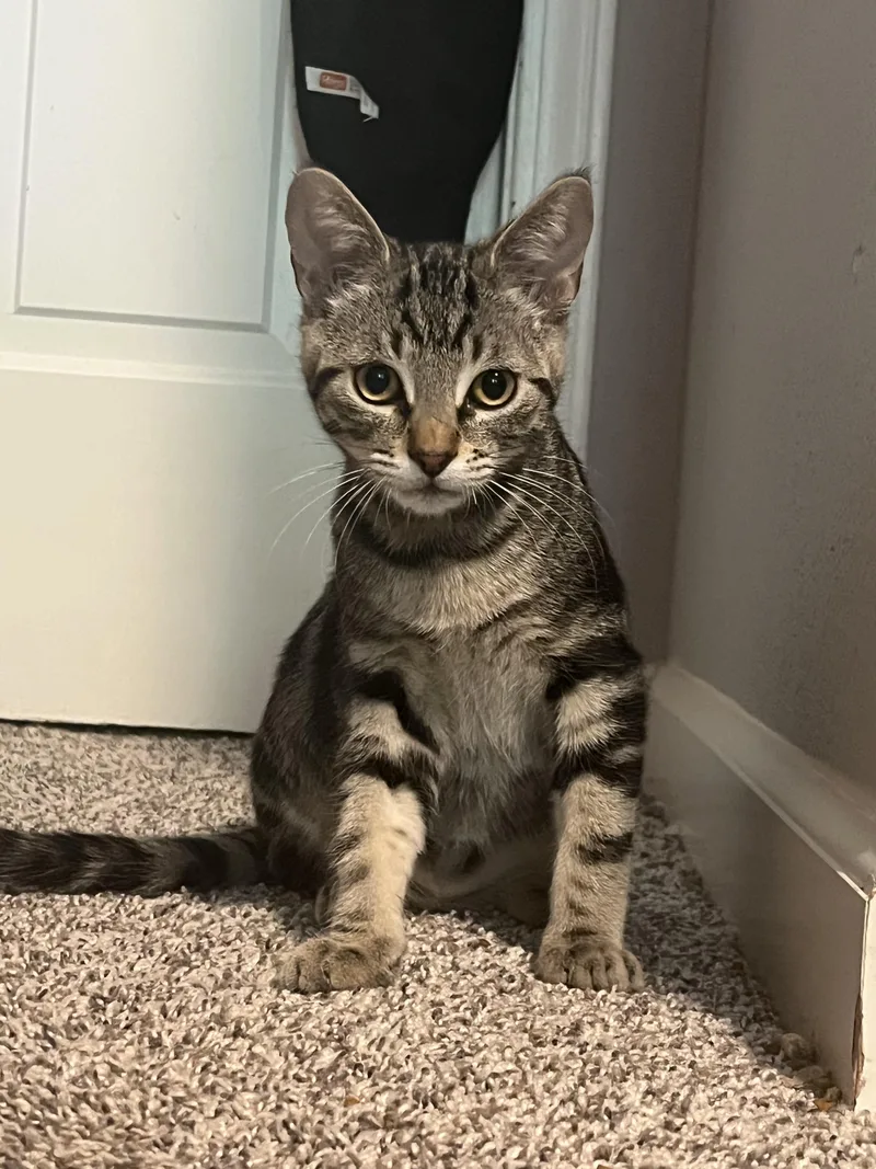 A baby medium-sized male Tabby (Buff / Tan / Fawn) Tabby cat named Cilantro for adoption in Oakley, CA