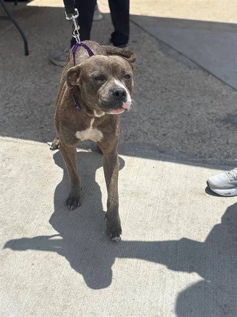 An adult large-sized male Mixed Breed dog named Macho for adoption in Dallas, TX