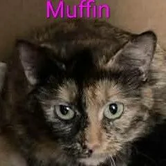 An adult small-sized female Tortoiseshell Domestic Short Hair cat named Muffin for adoption in Carmel, IN