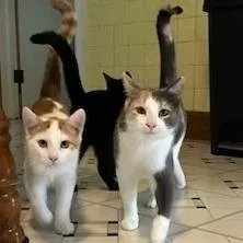 Freddie With Summer  thumbnail 2