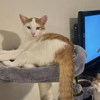 Freddie With Summer  thumbnail 3