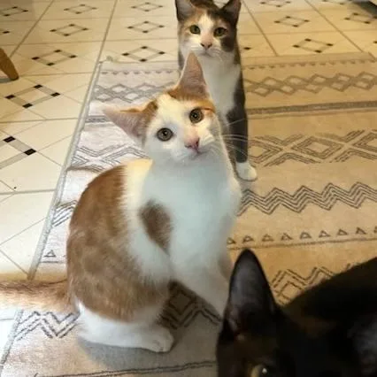 Freddie With Summer  thumbnail 4