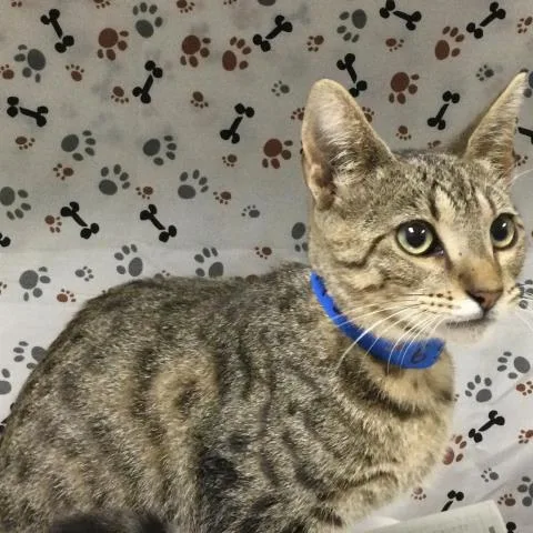 A baby small-sized male Domestic Short Hair cat named Cody for adoption in Riverside, CA