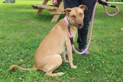 An adult large-sized female Pit Bull Terrier dog named Mel for adoption in Kansas City, MO