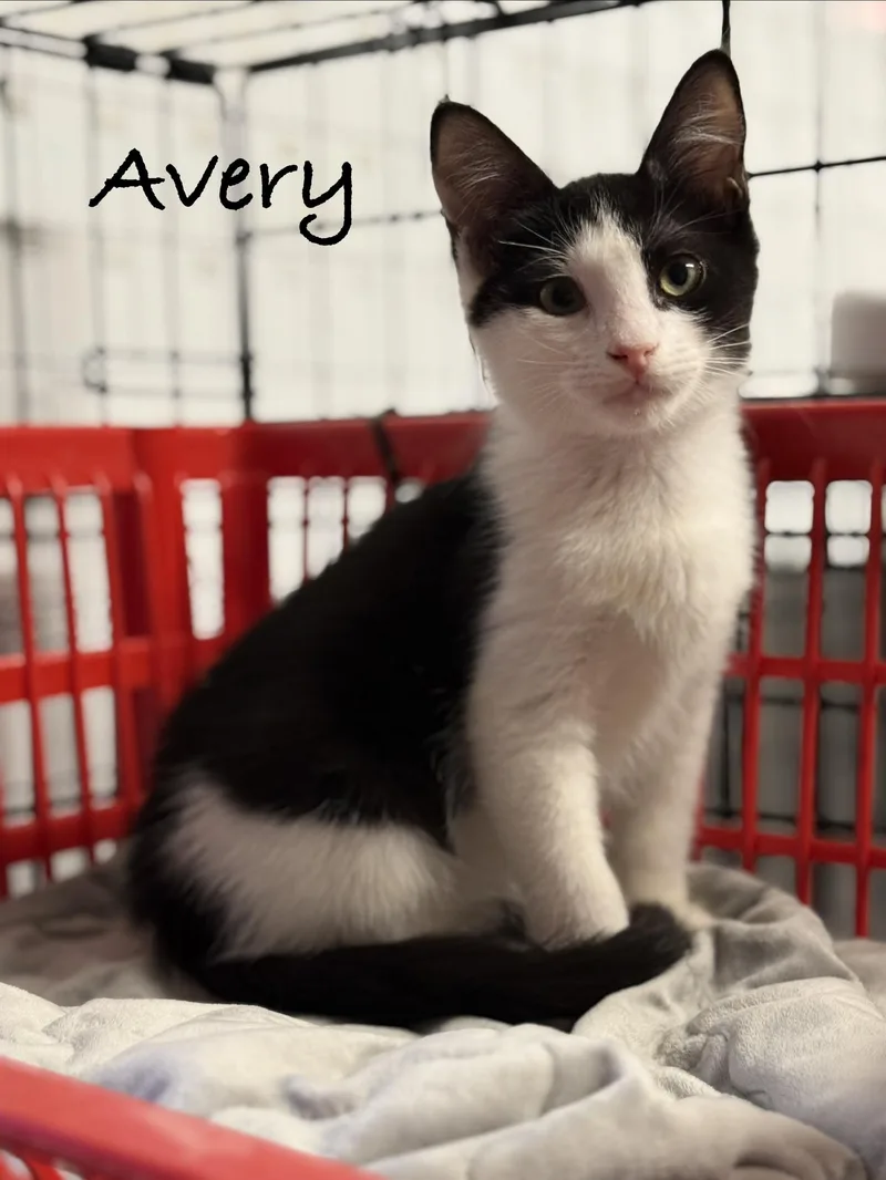 A baby medium-sized female Black & White / Tuxedo Domestic Short Hair cat named Avery for adoption in Pawleys Island, SC