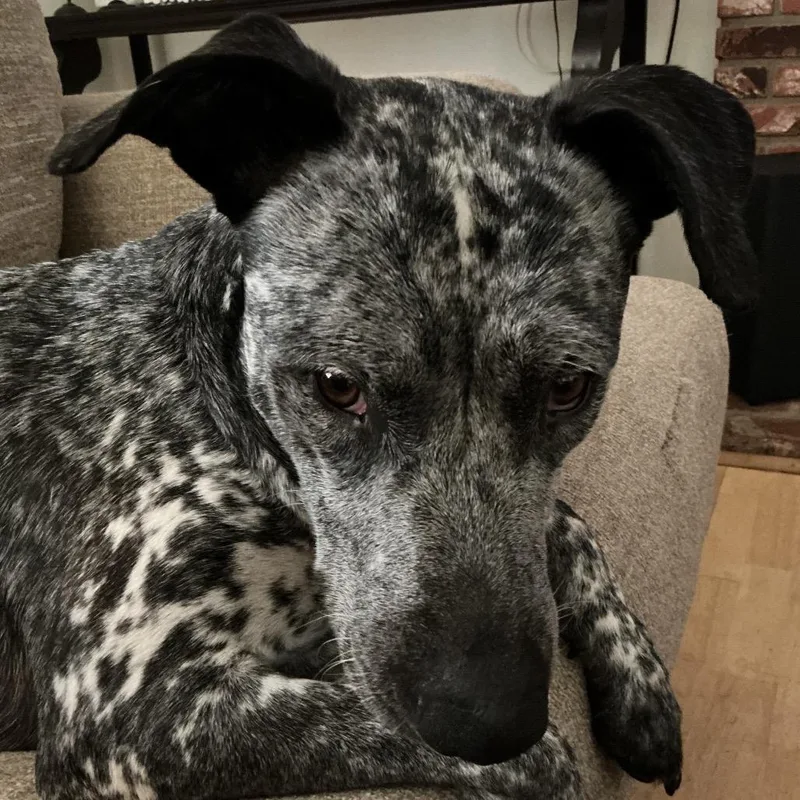 An adult medium-sized female Black Cattle Dog dog named Dixie for adoption in San Diego, CA