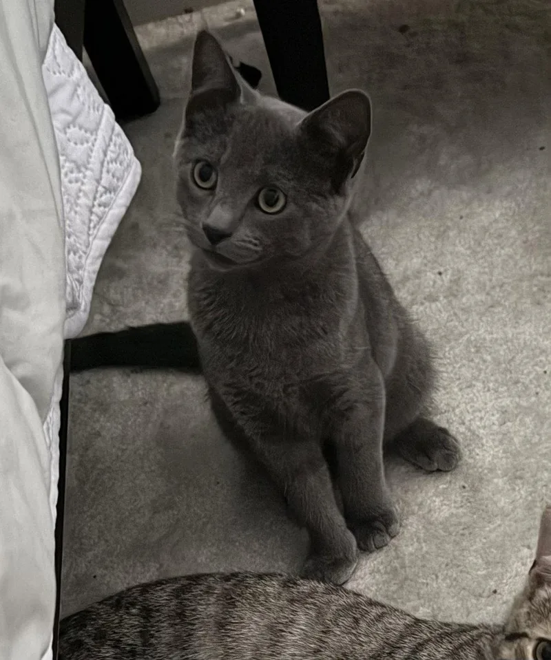 A young medium-sized male Gray / Blue / Silver Domestic Short Hair cat named Tornado for adoption in Lancaster, PA