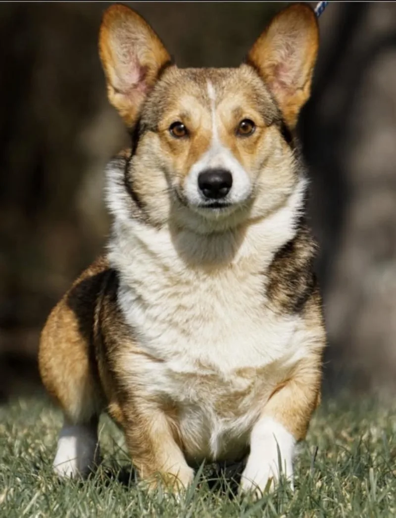 An adult medium-sized female Corgi dog named Maggie for adoption in Casa Grande, AZ