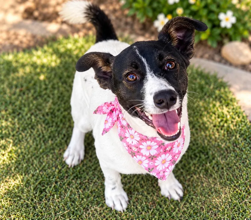 A young small-sized female Rat Terrier dog named Cookie for adoption in Phoenix, AZ