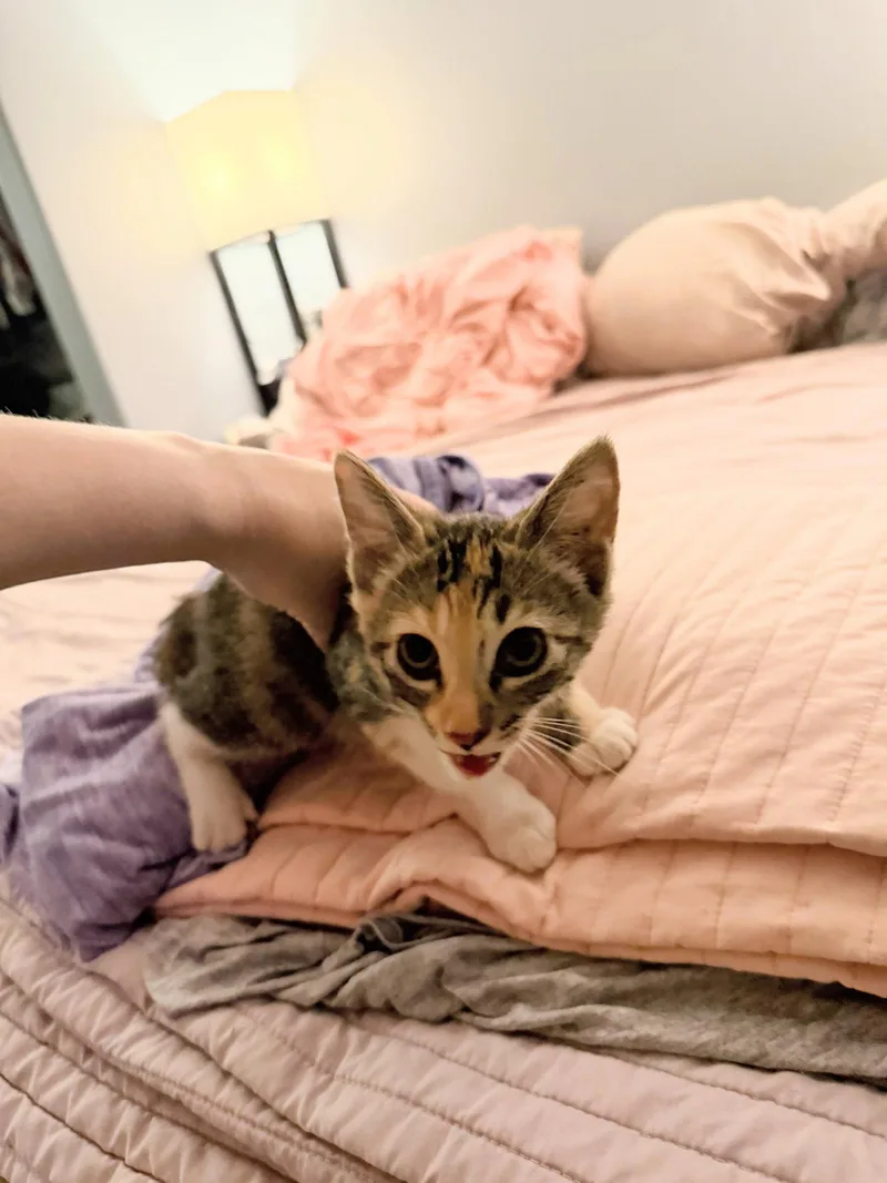 A young medium-sized female Domestic Short Hair cat named Purrim for adoption in Morgan Hill, CA