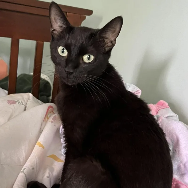 A young small-sized female Domestic Short Hair cat named Kiki for adoption in Fairfax, VA