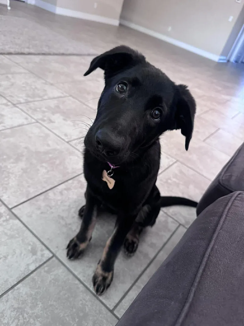 A baby medium-sized female German Shepherd Dog dog named Zara for adoption in Parrish, FL
