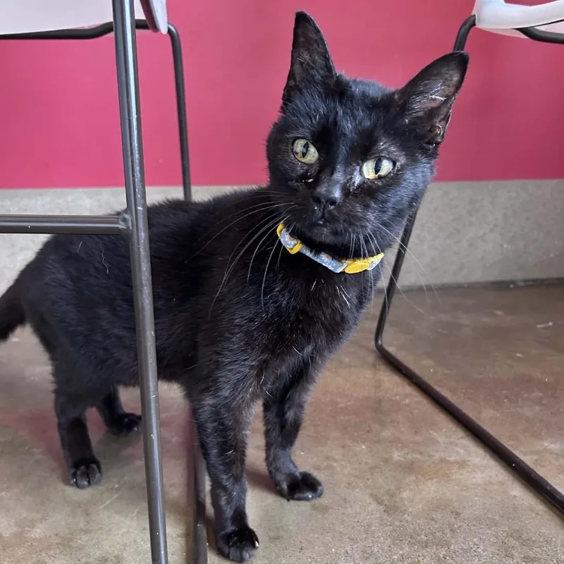 A senior medium-sized female Black Domestic Short Hair cat named Krystal for adoption in Green Bay, WI