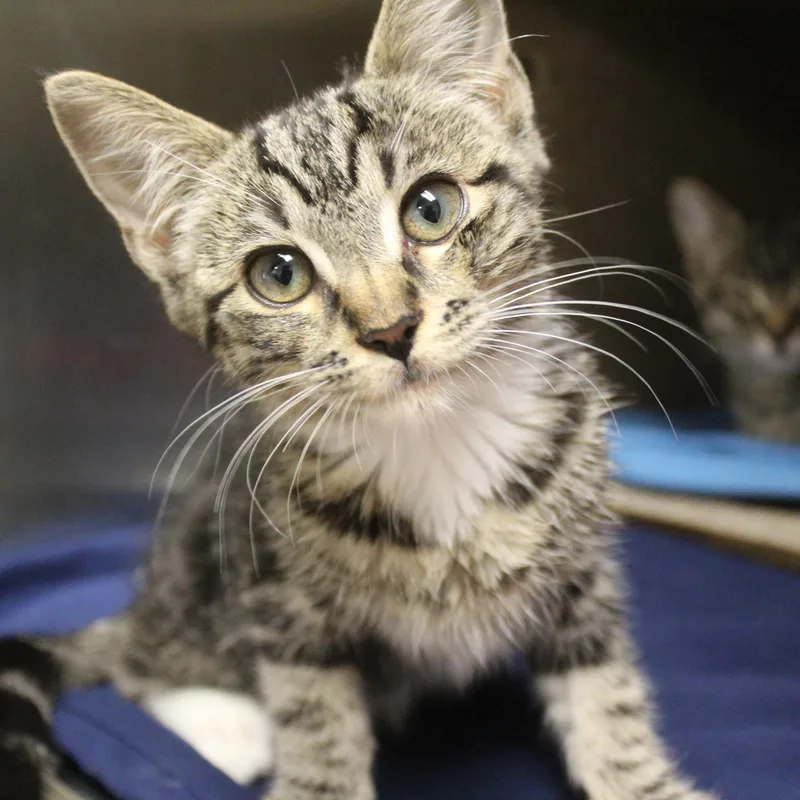 A baby medium-sized female Tabby (Brown / Chocolate) Domestic Short Hair cat named Marbles for adoption in Yucca Valley, CA