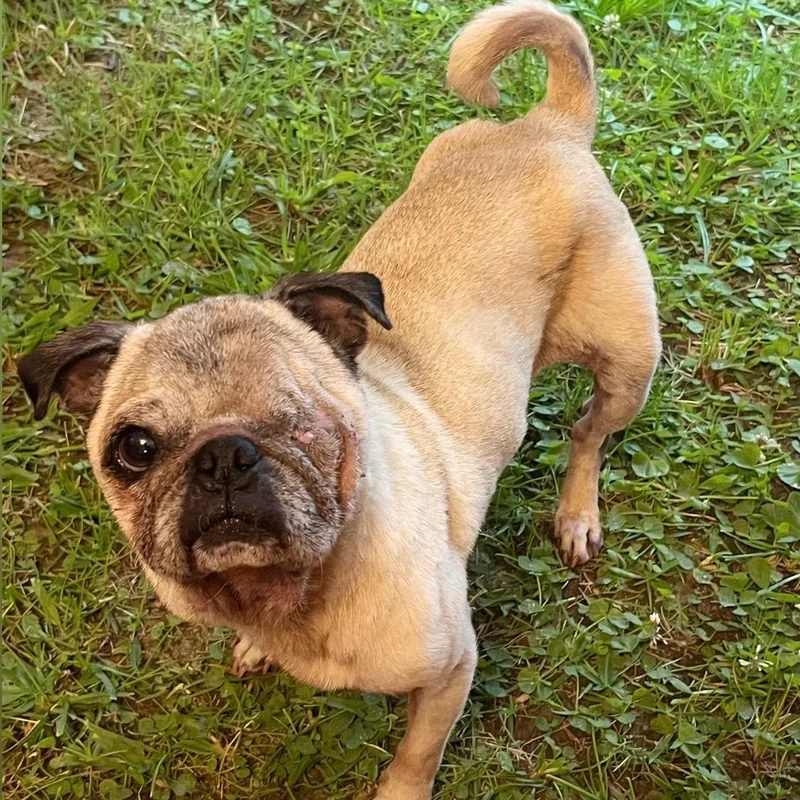A senior small-sized female Yellow / Tan / Blond / Fawn Pug dog named Nadine for adoption in Springfield, MO