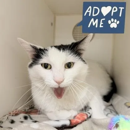 An adult medium-sized female Domestic Short Hair cat named Lady Jane for adoption in Lowell, MA