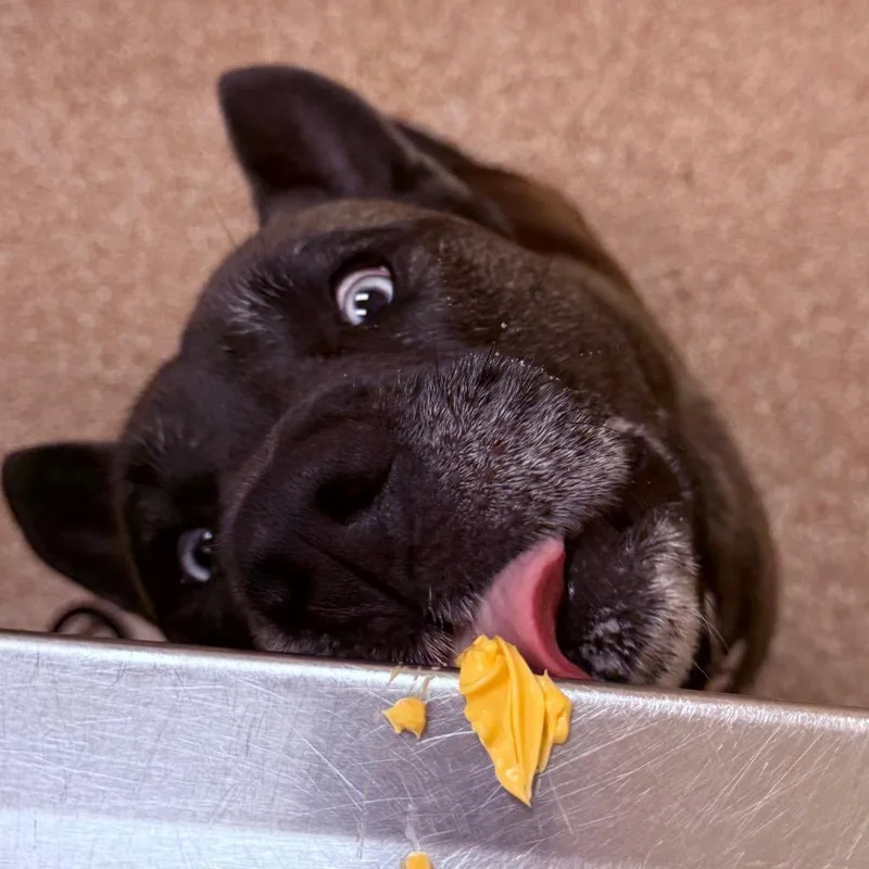 An adult large-sized male Brown / Chocolate Pit Bull Terrier dog named Kane $ for adoption in Springfield, MA