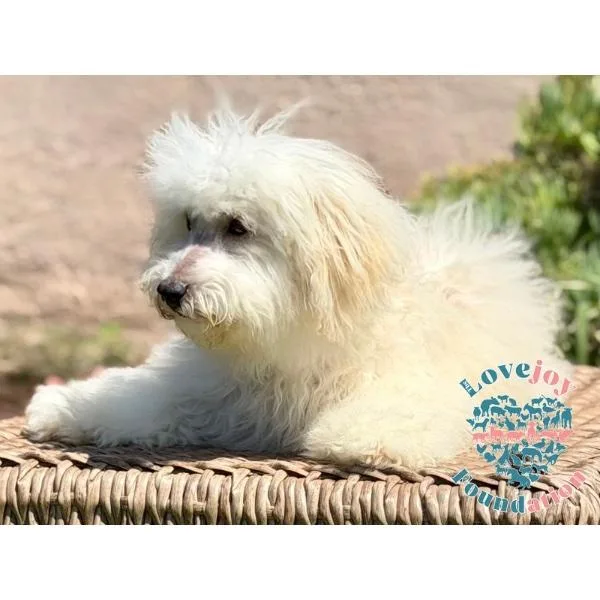 Trixie MB thumbnail 2
