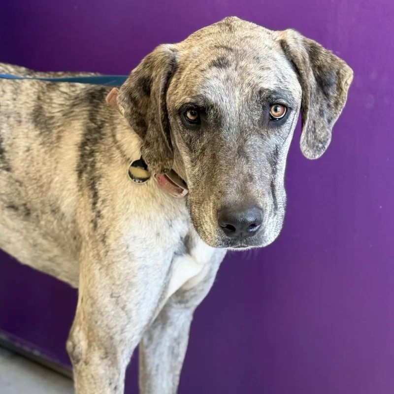An adult large-sized female Gray / Blue / Silver Great Dane dog named Dixie for adoption in Fresno, CA