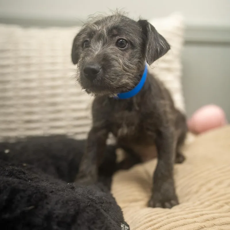 A baby small-sized male Terrier dog named Disk for adoption in Pawling, NY
