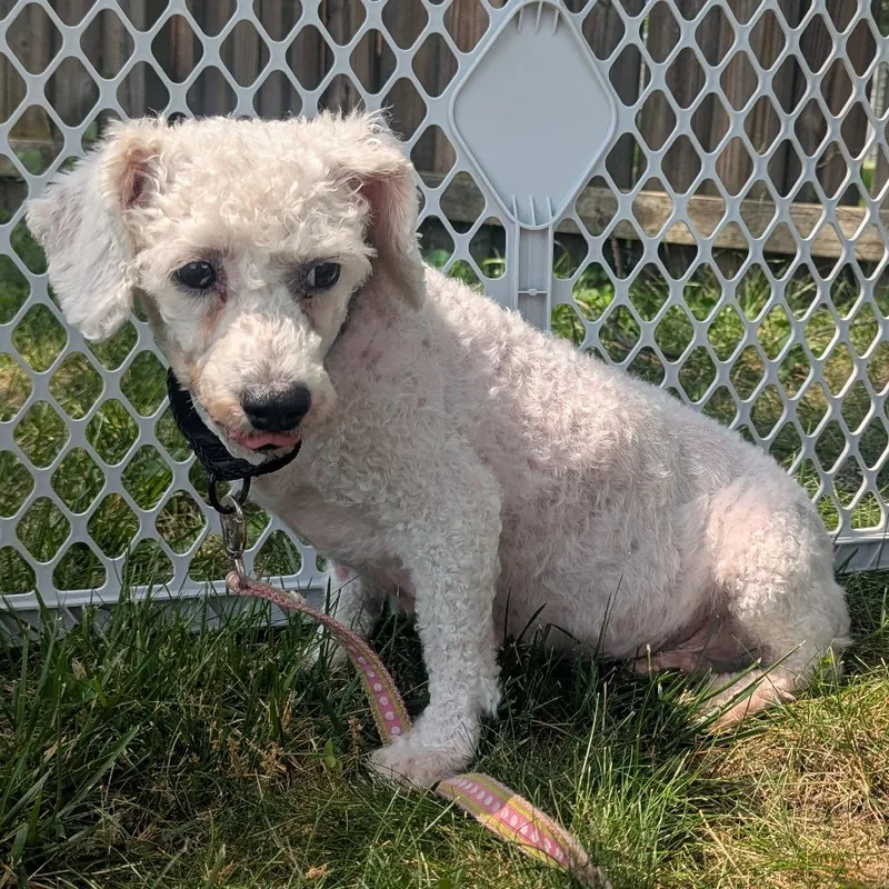 An adult small-sized female Bichon Frise dog named Plum Precious for adoption in Cincinnati, OH