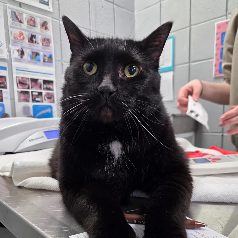 A senior extra large-sized male Black Domestic Short Hair cat named Smokey for adoption in West Olive, MI