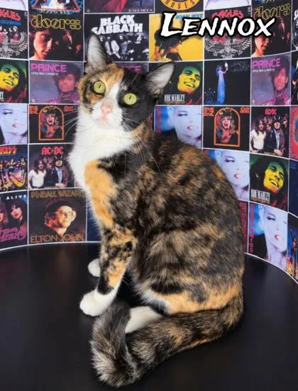 An adult small-sized female Domestic Medium Hair cat named Lennox for adoption in Morton Grove, IL
