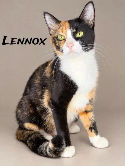 Lennox thumbnail 3
