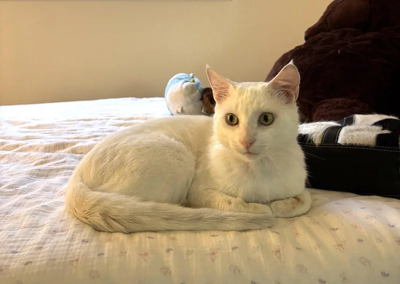 A young medium-sized male White Domestic Short Hair cat named Yuki for adoption in Oakland, CA