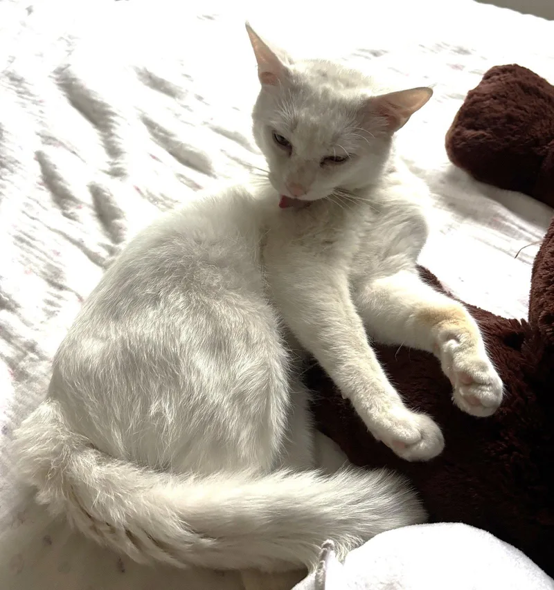 Yuki thumbnail 3