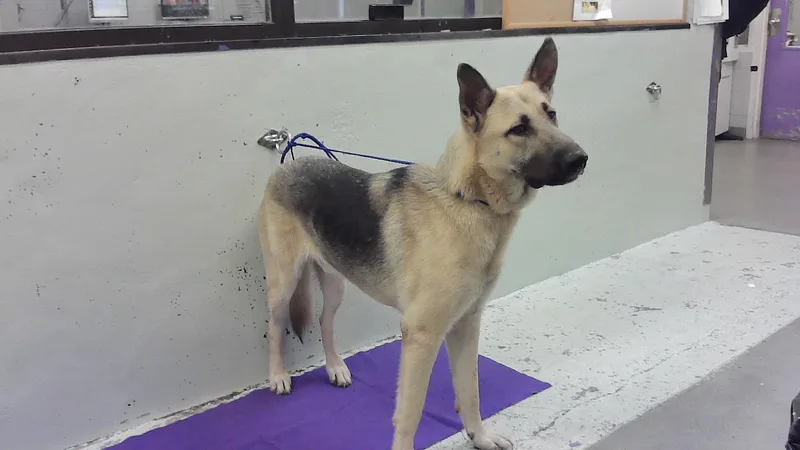 An adult large-sized male German Shepherd Dog dog named Gaige for adoption in Houston, TX