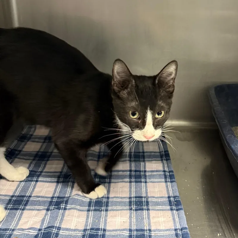 A baby small-sized male Black Domestic Short Hair cat named Louie for adoption in Casa Grande, AZ