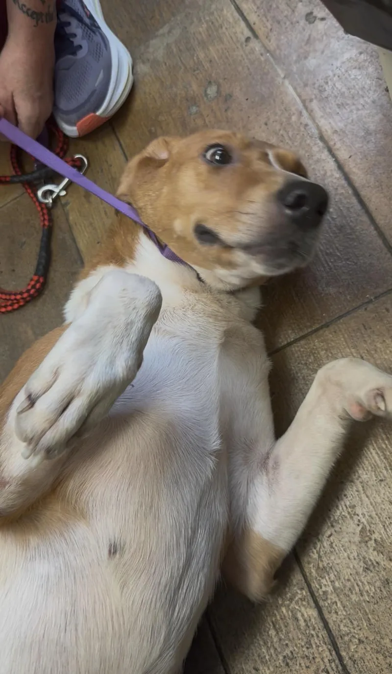 Aspen Beautiful hound girl thumbnail 2