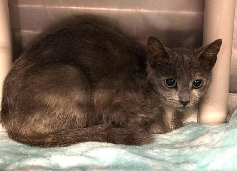 A young medium-sized female Brown / Chocolate Domestic Medium Hair cat named Miinnie for adoption in Pegram, TN