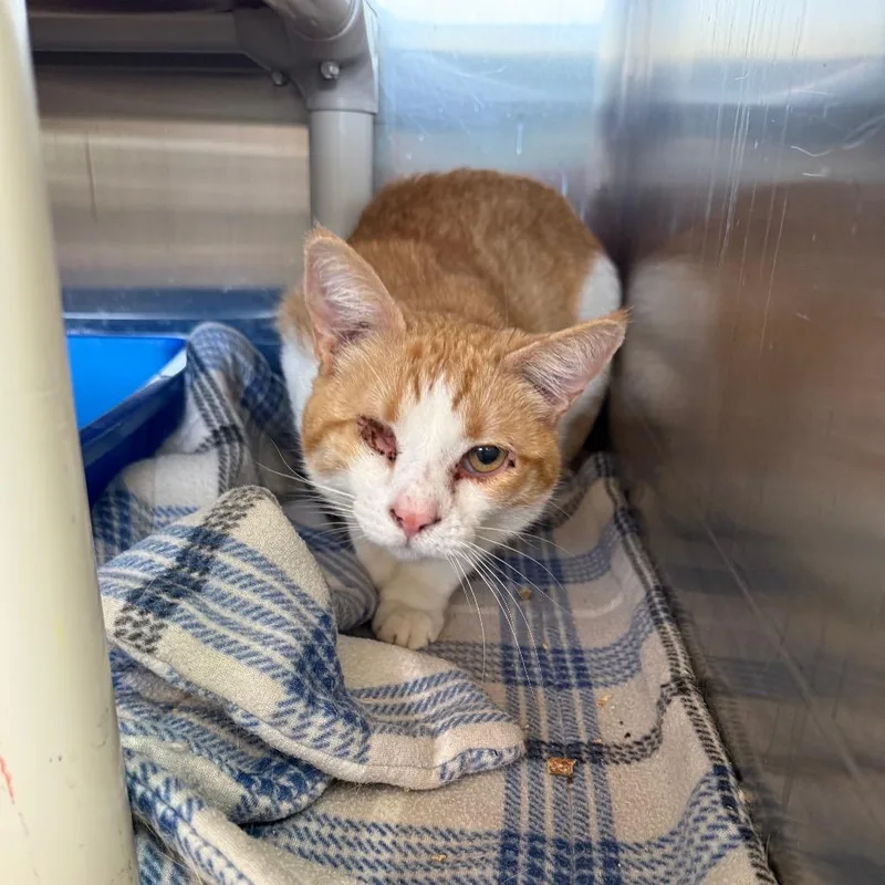 An adult medium-sized male White Domestic Medium Hair cat named Cohort for adoption in Kanab, UT