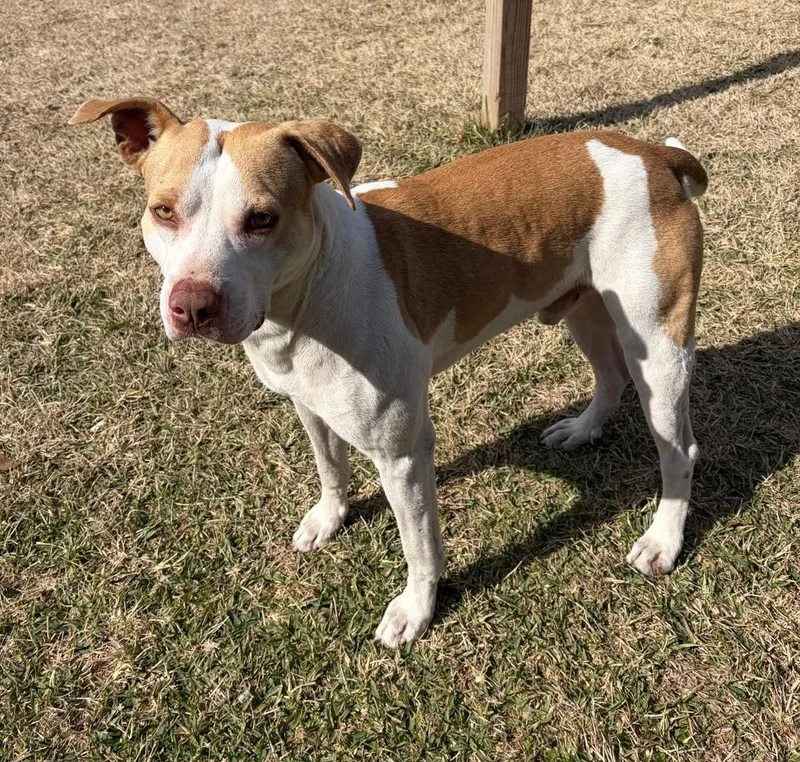 An adult medium-sized male Terrier dog named Sh for adoption in Longview, TX