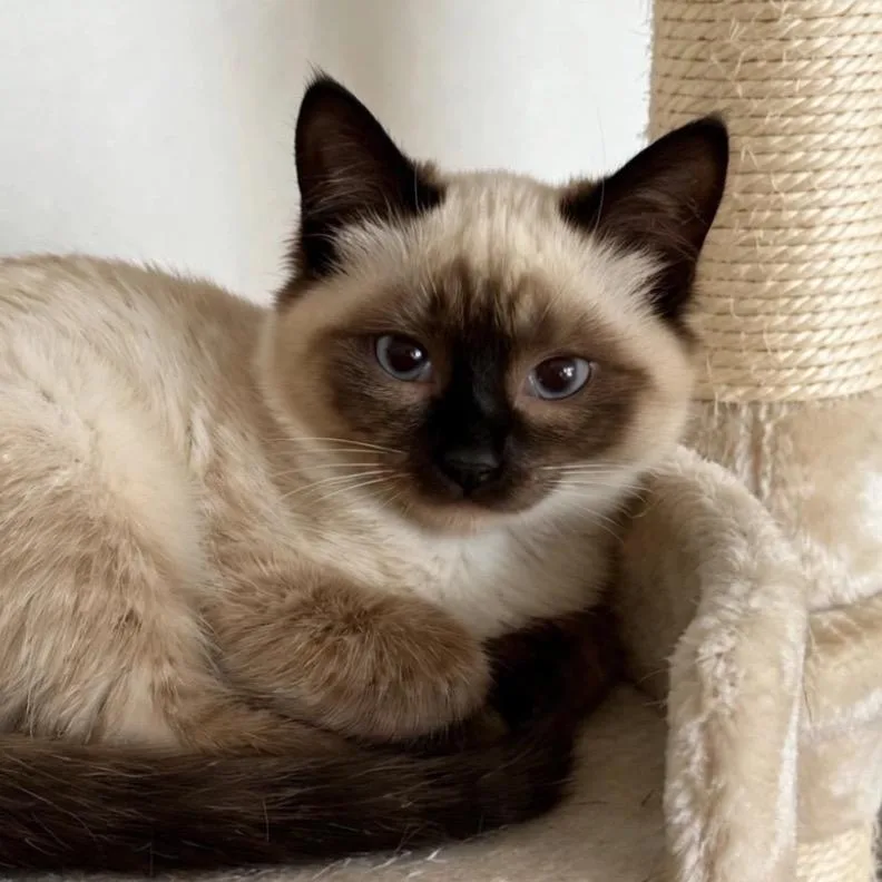 A baby medium-sized female Seal Point Siamese cat named Stella for adoption in Cathlamet, WA