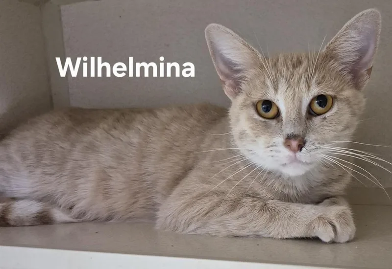 Wilhelmina