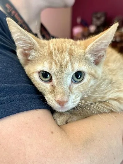 A baby medium-sized female Orange / Red Domestic Short Hair cat named Moa for adoption in Wichita, KS