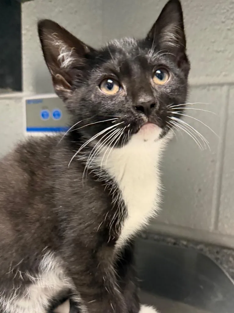 A baby small-sized male Domestic Short Hair cat named Tux for adoption in Henderson, NC