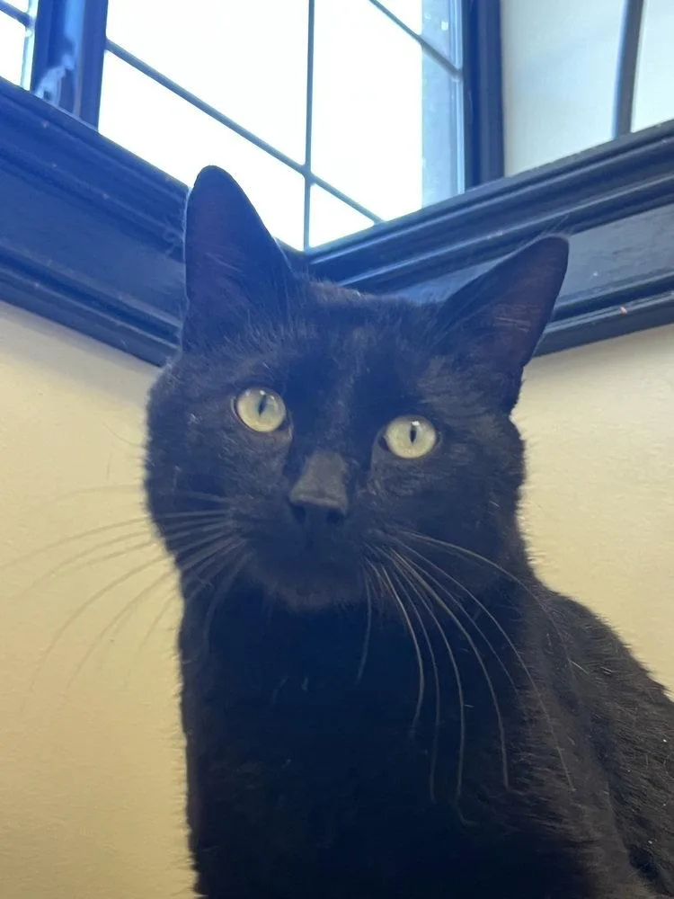 An adult large-sized male Black Domestic Short Hair cat named Bill Murray for adoption in O'Fallon, MO