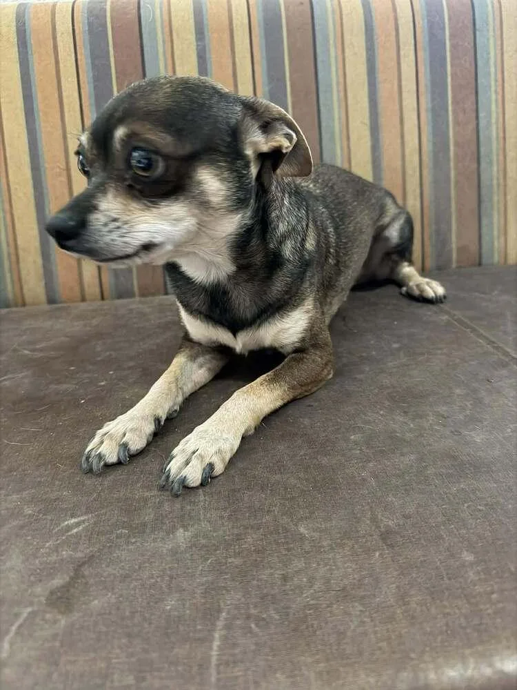 An adult small-sized male Black Chihuahua dog named Scooby Do for adoption in TUCSON, AZ