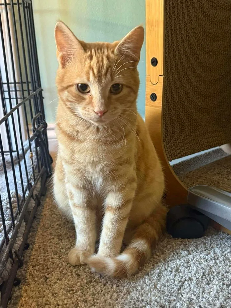 An adult medium-sized male Orange & White Domestic Short Hair cat named Phoenix for adoption in WARNER ROBINS, GA