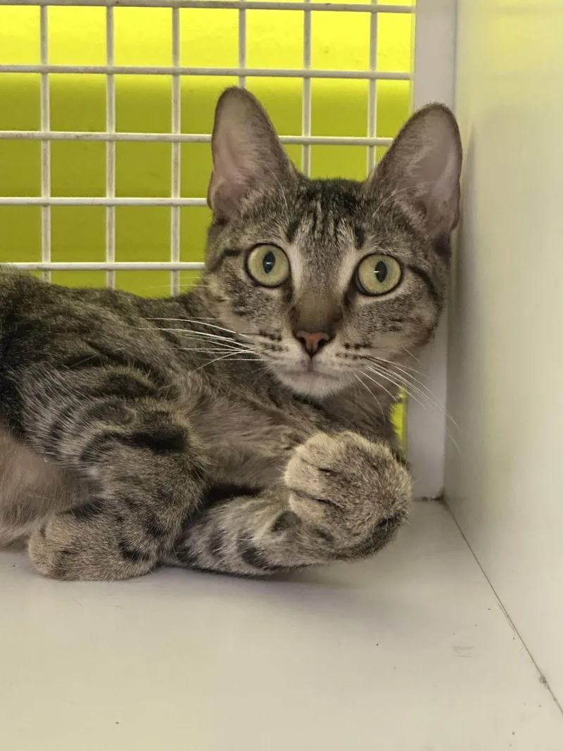 An adult medium-sized female Tabby cat named Ara for adoption in MONTGOMERY, TX