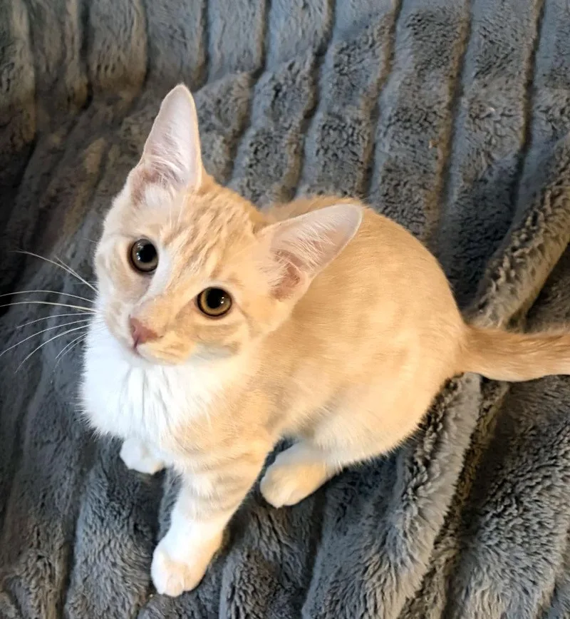 A baby medium-sized male Domestic Short Hair cat named Harry Potter for adoption in Davis, CA